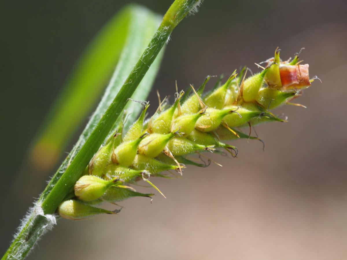 Sedge, Hairy fruit